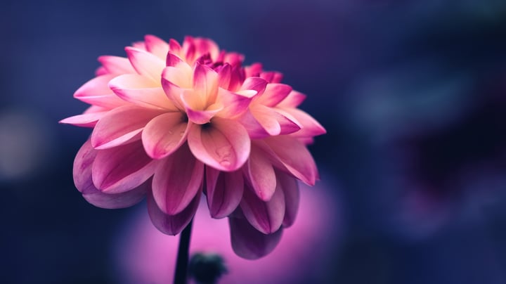 Lippe Taylor Blog Beauty and Brains; Instagram Best Practices for Beauty and Fashion Brands